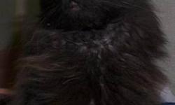 Domestic Long Hair - Black - Roxie - Small - Young - Female
I am a 1 yr old friendly and pretty Persian mixed cat. My picture doesn't do me justice as I really am more than pretty actually down right gorgeous! I came in with Smokey when our person moved