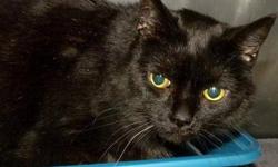 Domestic Long Hair - Black - Tara - Large - Senior - Female
Hi, my name is Tara! I'm a gorgeous, 7 year old, female, long haired black cat. I'm social and friendly and I get along well with other cats. I enjoy being brushed and petted (and brushed some