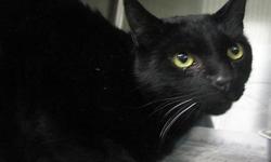 Domestic Long Hair - Black - Thunder - Medium - Adult - Male
Thunder is a loving cat who ready to be your newest family member. Often times black cats are the last to be adopted. Thunder doesn't even know what color is just that he's a friendly felien