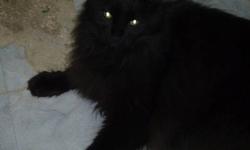 Domestic Long Hair - Black - Will - Medium - Senior - Male - Cat
Though my days are filled with sorrow,
I see there a bright tomorrow.
-- Bob Marley
Will is a handsome male black domestic long hair, born on 08-25-2002.
Will was adopted from us several