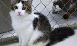 Domestic Long Hair - Britt - Medium - Young - Male - Cat
Britt is a young, friendly, active cat who enjoys to play. He's currently at the Shelter with his brother, Breck.
CHARACTERISTICS:
Breed: Domestic Long Hair
Size: Medium
Petfinder ID: 24521632