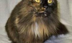 Domestic Long Hair - Brown - Dazzle - Medium - Young - Female
Maine Coon mix Dazzle was found climbing up inside an car engine to keep warm. Thank Heavens a compassionate man saw her and got her out before the driver started the engine. She was soaked and