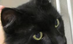 Domestic Long Hair - Bubba - Large - Adult - Male - Cat
I am a big friendly and sociable boy who came to the shelter as a stray from Newburgh. I like to be petted and brushed, and I get along well with other cats. I am about 5 years old and and would make