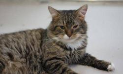 Domestic Long Hair - Charlie - Large - Adult - Male - Cat
Charlie is a lovable, friendly, relaxed cat who'd be great for a family.
CHARACTERISTICS:
Breed: Domestic Long Hair
Size: Large
Petfinder ID: 24520963
CONTACT:
Finger Lakes SPCA of Central New York
