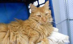 Domestic Long Hair - Cheddar - Medium - Adult - Male - Cat
Cheddar is a beautiful, friendly orange boy. He has been neutered and is now up to date on all vaccinations and testing. He is ready for adoption right now - so come in and meet this handsome