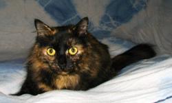 Domestic Long Hair - Cinnamon - Medium - Young - Female - Cat
Cinnamon is a beautiful girl with a sweet personality. She's friendly, quiet, loves attention. She gets along with other cats and friendly dogs. Would be good for any family, although small