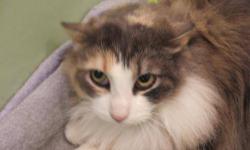 Domestic Long Hair - Darcy - Small - Young - Female - Cat
Sometimes an Angel comes into the shelter in the form of an animal. Darcy is one of those Angels. She has had a tough life. At some point she was someone's pet...then she ended up outside fending