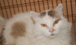 Domestic Long Hair - Elizabeth - Medium - Senior - Female - Cat
Elizabeth is approximately 10+ years old. She likes to be the diva of the house. This lady needs grooming minimum twice a year.
CHARACTERISTICS:
Breed: Domestic Long Hair
Size: Medium