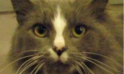 Domestic Long Hair - Gray and white - Daisy Duke - Medium
Beautiful Daisy Duke is a wonderful cat who is sure to bring so much joy to her new family! We've all fallen in love with this sweet girl and know that you will too. At first she's a little shy,
