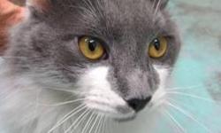 Domestic Long Hair - Gray and white - Fufu - Medium - Young
(No. 639) I'm a gray and white male called FuFu. I am 1 year old and housebroken. I have long fur and a fluffy tail. My eyes are a brown-gold. My owner couldn't care for me any longer. I like to
