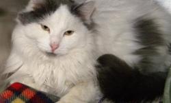 Domestic Long Hair - Gray and white - Gibson - Medium - Adult
Our big boy friend Gibson is only two years old! Gibson is friendly, likes to rub up against things and hang out! We love our handsome guy Gibson and you will too!
CHARACTERISTICS:
Breed: