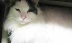 Domestic Long Hair - Gray and white - Holliday - Medium - Young
Holliday aka Holly is a sweet and friendly, big fluffy girl. Please contact Barb at 315-343-2959 for more info on adopting this lovely cat.
CHARACTERISTICS:
Breed: Domestic Long Hair - gray