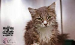 Domestic Long Hair - Gray and white - Mimi - Medium - Adult
Mimi was a stray taken in by a gentle older man who passed away. She came to us pregnant, had 3 kittens and is very sweet. She has been spayed and has her shots. She is a beautiful, loving cat