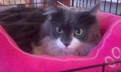 Domestic Long Hair - Gray and white - Spiffy - Medium - Young
Spiffy--1 1/2 years old. Sweet but a little shy. Needs time to adjust. Good with other cats. Please call Joan at 718 671-1695 for more information about this wonderful cat.
CHARACTERISTICS: