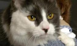 Domestic Long Hair - Gray and white - Willow - Large - Adult
Hi, my name is Willow! I'm a gorgeous, 1 year old, spayed female, long haired gray and white cat. I'm friendly and outgoing and I love to get attention. I'm also an active girl who is curious