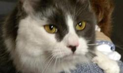 Domestic Long Hair - Gray and white - Willow - Large - Adult
Hi, my name is Willow! I'm a gorgeous, 1 1/2 year old, spayed female, long haired gray and white cat. I'm friendly and outgoing and I love to get attention. I'm also an active girl who is