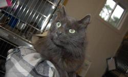Domestic Long Hair - Gray - Bear - Large - Senior - Male - Cat
Was surrended to the shelter, is declawed and is part of our senior program, free senior cat to senior citizen
CHARACTERISTICS:
Breed: Domestic Long Hair-gray
Size: Large
Petfinder ID: