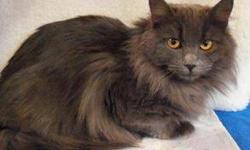 Domestic Long Hair - Gray - Gracie - Medium - Young - Female
Gracie is a young female cat that likes to be held and will nuzzle into your hand to have you continue face rubbing. Her photo makes her look shy and fearful but it was taken during her