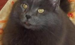 Domestic Long Hair - Gray - Nathan - Large - Adult - Male - Cat
This gentle soul is looking for his forever home. He was discovered behind a hospital with his mom and aunt in 2007 at about 4 months old. He is shy, but a huge lover. He has a quiet powerful