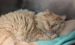 Domestic Long Hair - Greta - Large - Adult - Female - Cat
Greta is a beautiful long-haired cat with a creamy orange coat and yellow-green eyes. She was a feral cat, but you wouldn't know it to meet her. The team at the FLSPCA of CNY has been working on