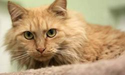 Domestic Long Hair - Greta - Large - Adult - Female - Cat
Greta is a beautiful long-haired cat with a creamy orange coat and yellow-green eyes. She was a feral cat, but you wouldn't know it to meet her. The team at the FLSPCA of CNY has been working on
