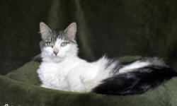 Domestic Long Hair - Hallie - Medium - Adult - Female - Cat
Hallie is a gorgeous young adult female
CHARACTERISTICS:
Breed: Domestic Long Hair
Size: Medium
Petfinder ID: 24545190
ADDITIONAL INFO:
Pet has been spayed/neutered
CONTACT:
Hi-Tor Animal Care