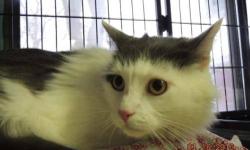Domestic Long Hair - Jazzy - Medium - Young - Male - Cat
Jazzy is the most handsome guy around! He is a little bit shy at first, but once you've got him in your arms, he is just a ball of fur and love. Come down to Pets Alive and meet him. You won't be