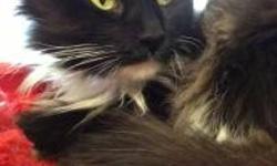 Domestic Long Hair - Jezebel - Large - Adult - Female - Cat
CHARACTERISTICS:
Breed: Domestic Long Hair
Size: Large
Petfinder ID: 25335840
ADDITIONAL INFO:
Pet has been spayed/neutered
CONTACT:
Lollypop Farm, Humane Society of Greater Rochester | Fairport,