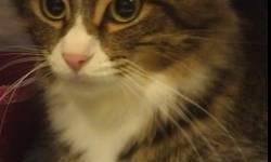 Domestic Long Hair - Jill - Medium - Senior - Female - Cat
Jill is a friendly, affectionate cat who likes some lap time and a little combing. She?s good with other cats as long as they don?t intimidate her. We don?t know about dogs, but she does need a