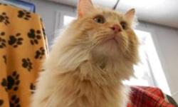 Domestic Long Hair - Leo - Large - Adult - Male - Cat
CHARACTERISTICS:
Breed: Domestic Long Hair
Size: Large
Petfinder ID: 25244960
CONTACT:
Elmira Animal Shelter | Elmira, NY | 607-737-5767
For additional information, reply to this ad or see: