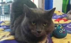 Domestic Long Hair - Little Orphan Annie - Medium - Young
This beautiful girl's family must have been very desperate to leave her at our door in a carrier. She is gentle, sweet and very easy to handle. She has a calm and soothing disposition and will make