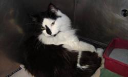 Domestic Long Hair - Marbles - Large - Adult - Male - Cat
CHARACTERISTICS:
Breed: Domestic Long Hair
Size: Large
Petfinder ID: 24852734
ADDITIONAL INFO:
Pet has been spayed/neutered
CONTACT:
Elmira Animal Shelter | Elmira, NY | 607-737-5767
For additional