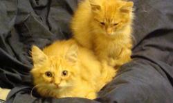 Domestic Long Hair - Orange and white
These beautiful littermates were rescued from a dank dark garage in poor condition. Both had a bad cold and something akin to concrete stuck between their toes, in their tails, and on their little faces. After