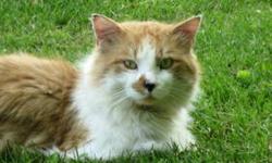 Domestic Long Hair - Orange and white - Burger - Large - Adult
"Burger" is a big boy looking for his forever home. He has the big feet and fluffy hair of a "coon" type cat. Please contact Barb at 315-343-2959 for more info
CHARACTERISTICS:
Breed: Domestic