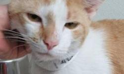 Domestic Long Hair - Orange and white - Prince - Medium - Young
(No. 642) Prince is my name and I'll worship you like royalty. I am an adult housebroken male with orange tabby and white fur. I have gold eyes and a cute patch of orange down one side of my