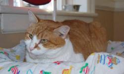 Domestic Long Hair - Orange and white - Salami - Medium - Adult
(No. 814) I'm called Salami. I'm a long-haired buff and white male. I am neutered and declawed. I have some litter box issues. Since I'm declawed, I can't be an outside cat. If you are
