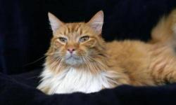 Domestic Long Hair - Orange and white - Tiki - Large - Adult
Tiki is a gorgeous and sweet 6 year old male. He loves attention and will purr when you pet him.
CHARACTERISTICS:
Breed: Domestic Long Hair - orange and white
Size: Large
Petfinder ID: 25371743