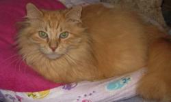 Domestic Long Hair - Orange - Fabio - Medium - Adult - Male
A Sunbeam of Snuggles
Fabio is a male orange (red) domestic long hair, born on September 19, 2008.
Fabio and his sister Pandora were abandoned in the barn of a non working (and thus, non mice