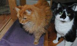Domestic Long Hair - Orange - Luci And Charlie - Large - Adult
Charlie and Luci came to us together from the same home when their person's life abruptly changed and she had to move in to care for an elderly parent and could not bring her cats with her.