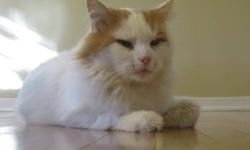 Domestic Long Hair - Orange - Schuyler - Large - Adult - Male
SCHUYLER is a large orange/red neutered male, ~3 1/2 years old. A gentle giant, that would do well in a quiet predictable home. He would be content to lay on your lap while you read a book or
