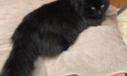 Domestic Long Hair - Petey - Medium - Adult - Male - Cat
My name is Petey and I was surrendered to the shelter in February 2013, along with my friend, Addy, because our owner passed away. I am a 9 year old neutered male.
Adoption Process: HAHS has an