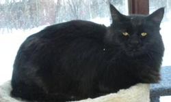 Domestic Long Hair - Raven - Small - Young - Female - Cat
Raven was a a stray kittens saved frpm the streets of Newburgh. She is a 1 1/2 yr. old beautiful long haired girl. She is tested FeLV/ FIV negative, vaccinated, deparisitized. She is an absolute