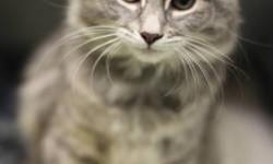 Domestic Long Hair - Sage - Medium - Young - Female - Cat
This beautiful little grey tiger kitten is very friendly and looking for a home that she can call her own. Just look at that Cheshire Cat grin!
CHARACTERISTICS:
Breed: Domestic Long Hair
Size: