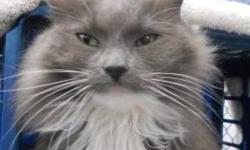 Domestic Long Hair - Shadow - Medium - Adult - Female - Cat
CHARACTERISTICS:
Breed: Domestic Long Hair
Size: Medium
Petfinder ID: 25194840
ADDITIONAL INFO:
Pet has been spayed/neutered
CONTACT:
Chemung County Humane Society and SPCA | Elmira, NY |
