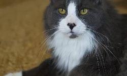 Domestic Long Hair - Sky - Medium - Adult - Male - Cat
Meet SKY, a young male. He is so sweet & desperately waiting for a home & family! We rescued him from a kill shelter & now he's been waiting patiently to go to his forever home! Come in TODAY to adopt