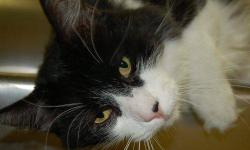 Domestic Long Hair - Sylvester - Large - Adult - Male - Cat
Sylvester is a black and white 4 year old male. He came in with his buddy Benny, but is the more social of the two. He's a large cat and appreciates being pet. He is dominant over other male cats