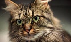 Domestic Long Hair - Tootsie - Medium - Adult - Female - Cat
Tootsie is a cat that knows what she wants. She'll likely be better off in a home without children. Come meet Tootsie!
CHARACTERISTICS:
Breed: Domestic Long Hair
Size: Medium
Petfinder ID: