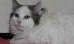 Domestic Long Hair - White - B. W. Fluff - Large - Young - Male
I am a young, long haired, handsome man that loves to be pet and brushed. I am a very laid back, observer. I do enjoy watching all the activities going on around me, but I'd rather be your