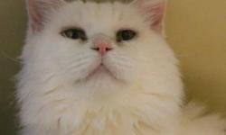 Domestic Long Hair - White - Roseanne - Medium - Adult - Female
Roseanne was brought in with 3 kittens, and we believed she was a true feral cat when she arrived. She actually proved us wrong, and is a very sweet cat, she is just on the shy side. She is