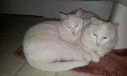 Domestic Long Hair - White - Snow And Cloud - Medium - Adult
Snow and Cloud are beautiful white cats, one has long hair, the other short hair. I'd like them to stay together as a pair since they're brothers who have bonded. They've been raised in a home